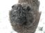 Chow chow Balder/ Incipit Que Feliz