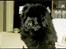 Chow chow Samson