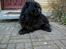 Chow chow Samson