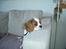 Cavalier king charles spaniel Tulle - Her ligger hun og er lige vognet