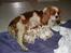 Cavalier king charles spaniel Tulle - Her drikker alle 6 små hvalpe mælk fra tulle