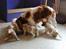 Cavalier king charles spaniel Tulle - Mor leger fanger med Tor, Bølle og Mulle