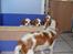 Cavalier king charles spaniel Tulle - Her kysser Tulle lige 3 hvalpe godnat
