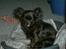 Chihuahua Gizmo (død)