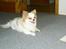Chihuahua Puma (død)