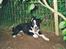Border collie Indiana Jones "Indi" - RIP - Er jeg ikke bare dejlig