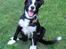 Border collie Indiana Jones "Indi" - RIP - Charmetrolden Indi