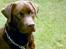 Labrador retriever Anton / Korols Bufas