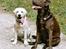 Labrador retriever Anton / Korols Bufas