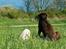 Labrador retriever Anton / Korols Bufas