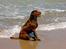 Labrador retriever Anton / Korols Bufas