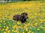 Labrador retriever Anton / Korols Bufas