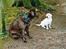 Labrador retriever Anton / Korols Bufas