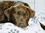 Labrador retriever Anton / Korols Bufas