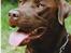 Labrador retriever Anton / Korols Bufas