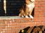 Nova scotia duck tolling retriever Murphy - Murphy soler sig efter veludført arbejde