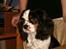 Cavalier king charles spaniel Allways Almighty Xelma RIP Himmelhund. - Jeg er da fars smukkeste pige..ikk´?