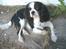 Cavalier king charles spaniel Allways Almighty Xelma RIP Himmelhund. - jeg er lige i luskehumør.
