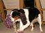 Cavalier king charles spaniel Allways Almighty Xelma RIP Himmelhund. - mit legetøj