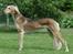 Saluki Tara