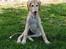 Saluki Tara - 12 uger gammel