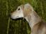 Saluki Tara - Se mit smukke hoved (7 mdr gl)