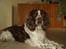 Engelsk springer spaniel Basse - Basse ligger og leger fornem inde i stuen! :-)