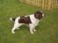 Engelsk springer spaniel Basse
