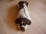 Engelsk springer spaniel Basse