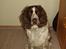 Engelsk springer spaniel Basse