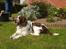 Engelsk springer spaniel Basse - Basse nyder solen
