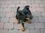 Rottweiler Nala ***R.I.P.*** - Et af de bedste billeder jeg har taget af hende :-)