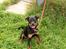 Rottweiler Nala ***R.I.P.*** - Til hundetræning, hun er lidt oppe og ringe :-)
