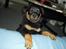 Rottweiler Nala ***R.I.P.*** - I et forsøg på at bestige sofaen ramte hun hovedet mod stuebordet, det forklarer ansigtsudtrykket :-)
