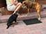 Rottweiler Nala ***R.I.P.*** - Hjemme hos min mor og far sammen med deres ´gamle´ bokser