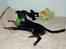 Rottweiler Nala ***R.I.P.*** - Hun er en rigtig laban