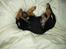 Rottweiler Nala ***R.I.P.*** - Hyggehunden :-)