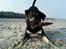 Blanding af racer Tyson *22/2-04 - 10/8-07* - velkommen til min profil... NYT