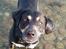 Blanding af racer Tyson *22/2-04 - 10/8-07* - hej. NYT