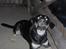 Blanding af racer Tyson *22/2-04 - 10/8-07* - Tyson spiser sand.. hehe.. 