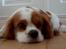 Cavalier king charles spaniel Abby - Hviler sig i stuen.