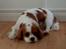 Cavalier king charles spaniel Abby - Hviler sig lidt mere :)