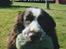 Engelsk springer spaniel bonnie