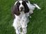 Engelsk springer spaniel bonnie