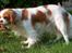 Cavalier king charles spaniel Abby - yum :P ude i haven.