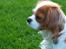 Cavalier king charles spaniel Abby - dejlig rolig på dette billede :D