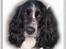 Cocker spaniel Ziki - Stjerne hunden