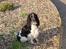Cocker spaniel Ziki - Se hvor voksen...
