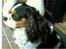 Cavalier king charles spaniel Oliver