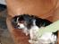 Cavalier king charles spaniel Oliver